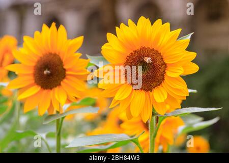 Zwei große, gelb blühende Sonnenblumen (Helianthus) mit Bienen, die im Sommer bestäuben Stockfoto