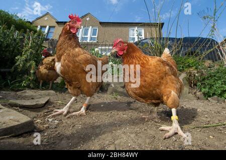 Moodiesburn, Großbritannien. 24 April 2020. Im Bild: Eilidh aus Stoneyetts, Moddiesburn zeigt ihre geretteten Batteriehennen namens Noodle; Nando, Lulu & Chickee, die mit ziemlicher Sicherheit ihren Hersteller getroffen hätten, der auf irgendjemanden serviert wurde, doch Eilidh nahm diese Hühner mit und nun genießen sie ihr neues Leben als Familienhunde. Quelle: Colin Fisher/Alamy Live News Stockfoto