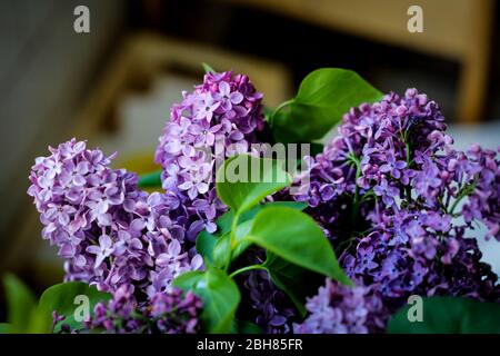 Geringe Schärfentiefe (selektiver Fokus) und Makrobild mit lila lila Fliederblumen. Stockfoto