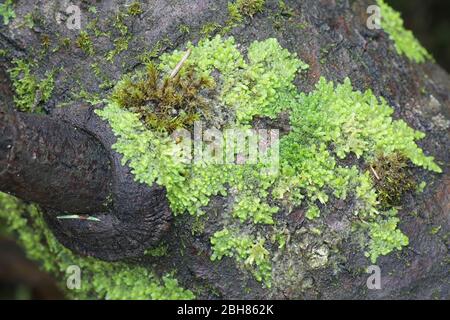 Sogar Scaleort Moos, Radula complanata, ein Cannabinoid Moos aus Finnland Stockfoto