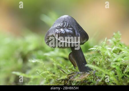 Mycena leucogala (Mycena galopus var. nigra), bekannt als Melkhaube oder der Milchtropfen mycena Stockfoto