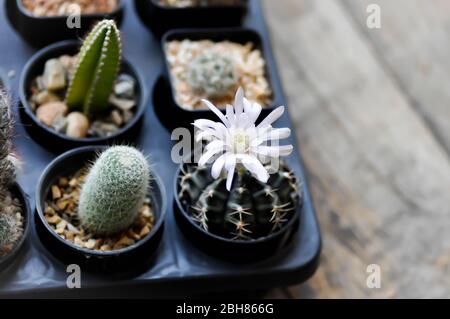 Kaktusblume oder Kaktus im Blumentopf, Echinopsis clochlora Stockfoto