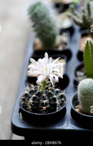 Kaktusblume oder Kaktus im Blumentopf, Echinopsis clochlora Stockfoto