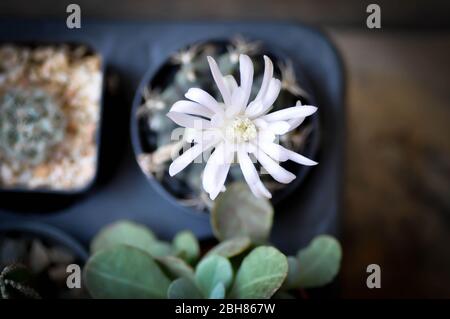 Kaktusblume oder Kaktus im Blumentopf, Echinopsis clochlora Stockfoto