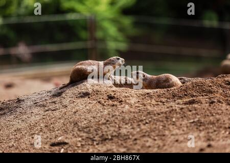 Lustige gopher-eichhörnchen im Zoo. Hamster in der Natur. Nahaufnahme der Schnauze flauschiger gopher. Selektiver Fokus. Stockfoto