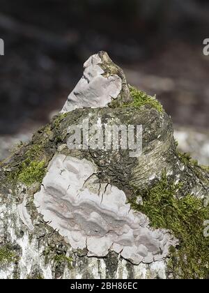 Phellinus laevigatus, bekannt als glatte Borstenschelle, wilder Pilz aus Finnland Stockfoto