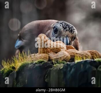Eurasischer eichelhäher, ein gewöhnlicher Gartenvogel in Großbritannien, der in einem Garten in Camden Town, London, England, eine Erdnuss aus Vogelfutter nimmt Stockfoto