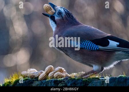 Eurasischer Eichelhäher, Garrulus glandarius, schluckt eine Erdnuss in seine Ernte. Der Vogel wird die Nahrung wieder aufleben lassen und sie für den zukünftigen Verzehr verstecken Stockfoto