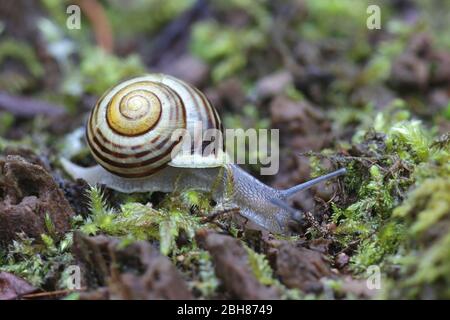 Cepaea hortensis, bekannt als Weißlippschnecke oder Garten gebänderte Schnecke Stockfoto