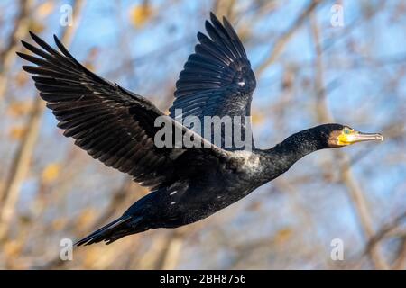 Kormoran, Phalacrocorax carbo, ein großer Wasservogel im Flug auf Hampstead Heath in London, England Stockfoto