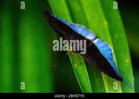 Horsfield's Baron - Tanaecia iapis, schöner blauer und schwarzer Schmetterling aus südostasiatischen Wiesen und Wäldern, Malaysia. Stockfoto