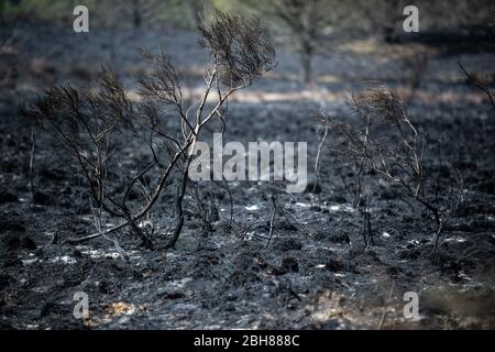 24. April 2020, Nordrhein-Westfalen, Niederkrüchten: Verbrannte Büsche stehen auf der schwarzen Erde als Folge eines Feuers. Einige Tage nach Ausbruch eines Großbrandes im deutsch-niederländischen Grenzgebiet ist die Feuerwehr noch vor Ort, um die Glutnester zu bekämpfen. Foto: Federico Gambarini/dpa Stockfoto