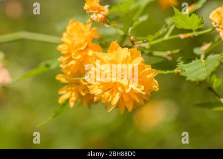 Zweiblütige japanische Rose - lateinischer Name - Kerria japonica Pleniflora Stockfoto