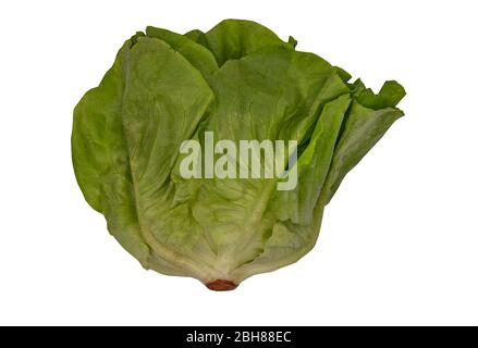 Bio-hydroponischer Butterhead-Salat auf weißem Hintergrund mit Schnittpfad isoliert. Selektiver Fokus. Stockfoto