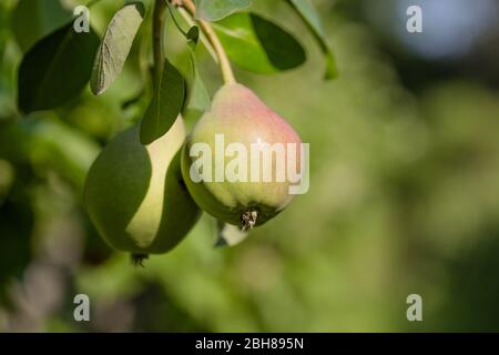 Birnen auf dem Baum Brunch grünen Blättern Stockfoto