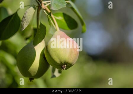 Birnen auf dem Baum Brunch grünen Blättern Stockfoto