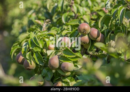 Birnen auf dem Baum Brunch grünen Blättern Stockfoto