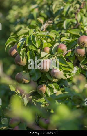 Birnen auf dem Baum Brunch grünen Blättern Stockfoto