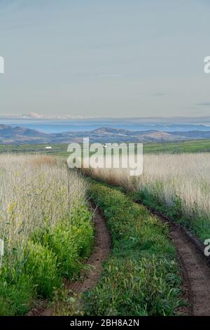 Eine unbefestigte Straße, die durch ein grünes Feld zu entfernten Bergen im Aqua Fria National Monument von Arizona webt. Stockfoto