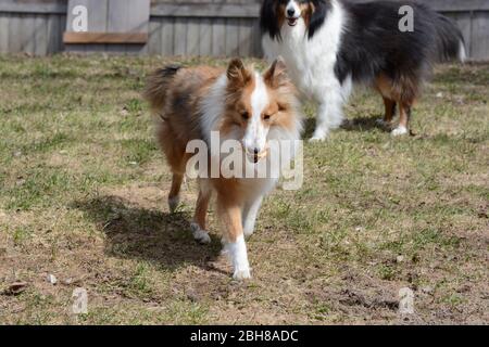 Zwei Shetland Sheepdogs (Shetland Sheepdogs) spielen mit einem Apfel Stockfoto