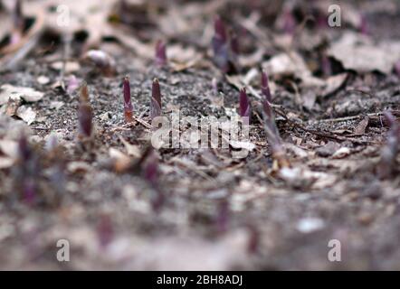 Maiglöckchen, die im Frühjahr aus dem Boden hervorgehen Stockfoto