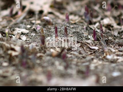 Maiglöckchen, die im Frühjahr aus dem Boden hervorgehen Stockfoto