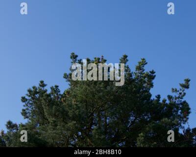 Grüner Baumwipfel gegen tiefblauen Himmel mit Platz für Text Stockfoto