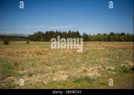 Cumbernauld, Großbritannien. April 2020. Bild: Herde Kühe kämpfen unter der sengenden Hitze in der schottischen Landschaft unter den Campsie Fells. Heißer Nachmittagssonne draußen auf dem Land etwas außerhalb von Cumbernauld in North Lanarkshire. Quelle: Colin Fisher/Alamy Live News Stockfoto