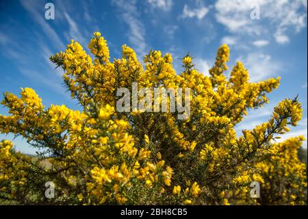 Cumbernauld, Großbritannien. April 2020. Im Bild: Ginsterbüsche blühen mit leuchtend gelben Blüten, die die zotteligen Dornen, für die dieser Strauch bekannt ist, verbergen. Heißer Nachmittagssonne draußen auf dem Land etwas außerhalb von Cumbernauld in North Lanarkshire. Quelle: Colin Fisher/Alamy Live News Stockfoto