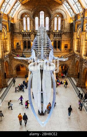 England, London, South Kensington, das Natural History Museum, die Ausstellung der Blauwal Skelett im Hintze Hall Stockfoto