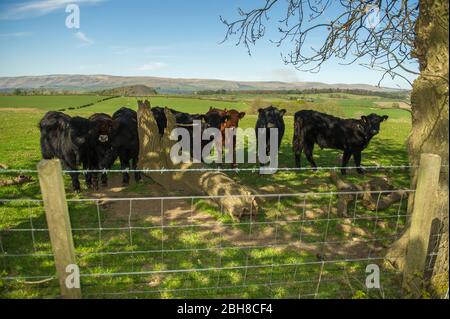 Cumbernauld, Großbritannien. April 2020. Bild: Junge Kühe suchen Schutz unter einem Baum vor der sengenden Sonne am Nachmittag. Heißer Nachmittagssonne draußen auf dem Land etwas außerhalb von Cumbernauld in North Lanarkshire. Quelle: Colin Fisher/Alamy Live News Stockfoto