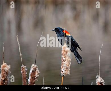 Porträt einer männlichen Rotflügelamsel, Agelaius phoeniceus, in Brutfarben auf einem Lattenschwanz am Ufer eines kleinen Teiches im Zentrum von Oregon. Stockfoto