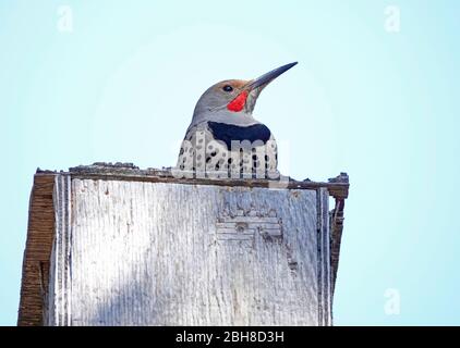 Detail eines nördlichen Flicker, Colaptes auratus, auf einem ungenutzten Vogelhaus im Zentrum von Oregon. Stockfoto