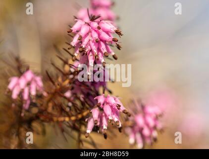 Erica carnea oder Winterheide, winterblühende Heide, Frühlingsheide, Alpenheide. Immergrüne Wildblumen. Horizontales Foto mit Kopierbereich. Stockfoto