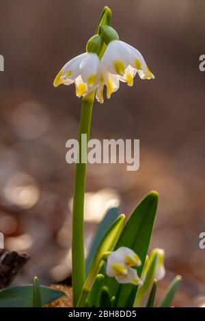 Leucojum vernum, genannt Frühling Schneeflocke. Vertikale Foto von Blumen. Blühende Knollenpflanze. Vorbote des Frühlings. Stockfoto