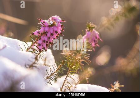 Erica carnea oder Winterheide, winterblühende Heide, Frühlingsheide, Alpenheide. Immergrüne Wildblumen. Horizontales Foto mit Kopierbereich. Stockfoto