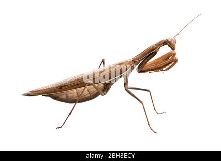 Riesige braune Europäische Mantis (Mantis religiosa) isoliert auf weißem Hintergrund Stockfoto