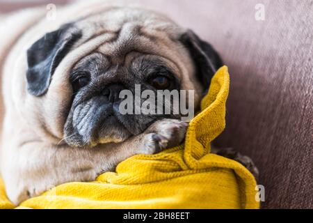 Altstadt von Nizza lustige Mops auf Sie von der Couch - faul Lebensstil für Affektive schöne Welpen zu Hause - Inland Hund mit Liebe Gefühl Stockfoto