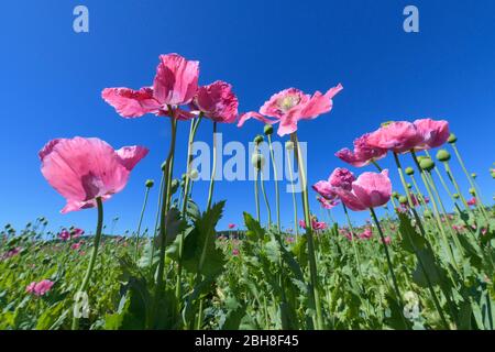 Opium poppy Field, Germerode, Werra-Meißner-Kreis, Hessen, Deutschland Stockfoto