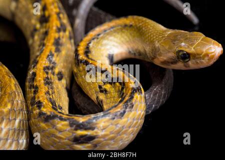 Coelognathus flavolineatus, die schwarze kupferne Rattennatter oder gelb gestreifte Schlange, isoliert auf schwarzem Hintergrund Stockfoto