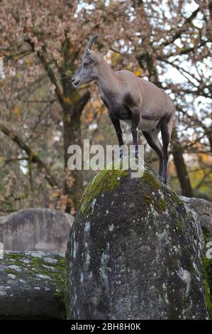 Steinbock, Steinriss, Steinbock, Steinbock, auf Fels, Zoo Hellabrunn, München, bayern, deutschland Stockfoto