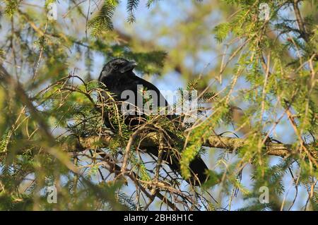 Aas Crow, Corvus corone, auf Ast sitzend, Bayern, Deutschland Stockfoto