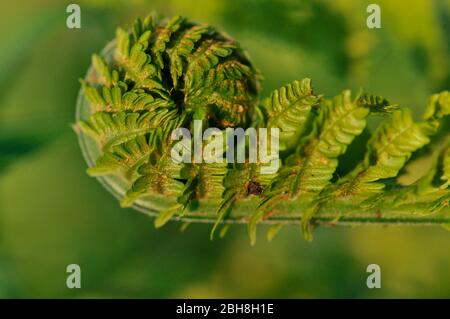 Junge Dame Farn, Athyrium filix-femina, entfaltet sich bis zum ganzen Blatt, Bayern, Deutschland Stockfoto