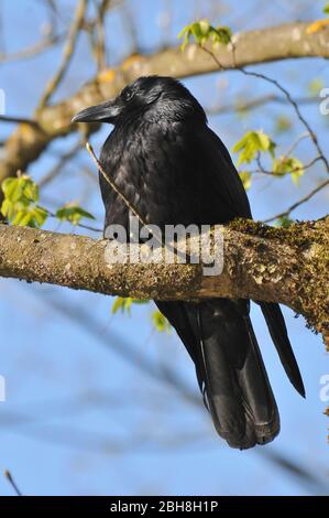 Aas Crow, Corvus corone, auf Ast sitzend, Bayern, Deutschland Stockfoto