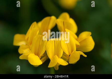 Gewöhnlicher Vogelfußbaumvogel, Lotus corniculatus, ringförmiger Blütenstand, Bayern, Deutschland Stockfoto