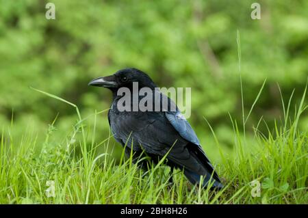 Aas Crow, Corvus corone, auf der Wiese sitzend, Bayern, Deutschland Stockfoto