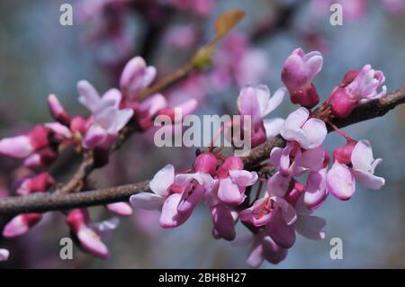 Östliche Rotbude, Cercis canadensis, blühende Ast, Bayern, Deutschland Stockfoto