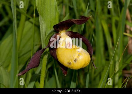 Gelbe Damenlippenkraut, Cypripedium calceolus, Bayern, Deutschland Stockfoto