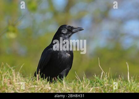 Aas Crow, Corvus corone, auf der Wiese sitzend, Bayern, Deutschland Stockfoto