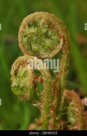 Junge Dame Farn, Athyrium filix-femina, entfaltet sich bis zum ganzen Blatt, Bayern, Deutschland Stockfoto